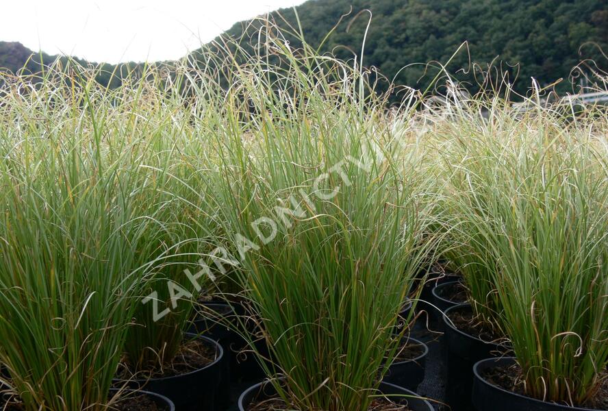 Ostřice chocholatá 'Frosted Curls' - Carex comans 'Frosted Curls'