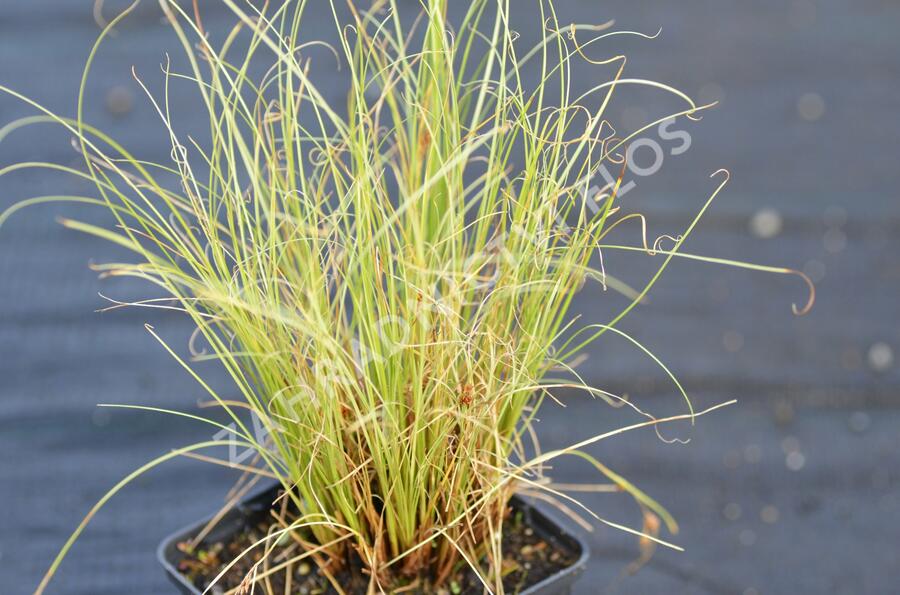 Ostřice chocholatá 'Frosted Curls' - Carex comans 'Frosted Curls'