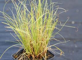 Ostřice chocholatá 'Frosted Curls' - Carex comans 'Frosted Curls'