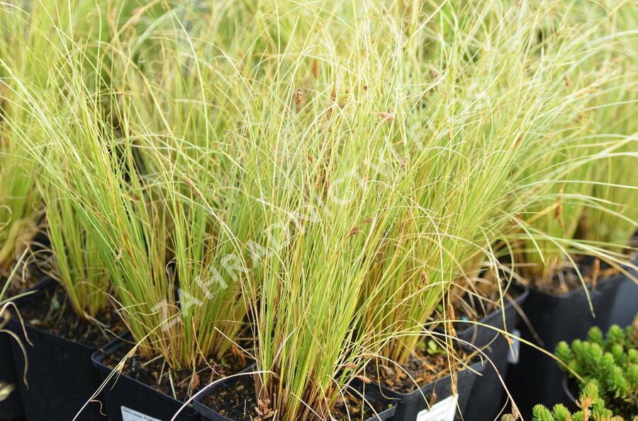 Ostřice chocholatá 'Frosted Curls' - Carex comans 'Frosted Curls'