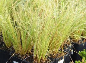 Ostřice chocholatá 'Frosted Curls' - Carex comans 'Frosted Curls'