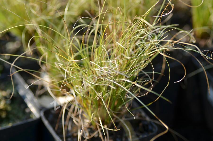 Ostřice chocholatá 'Frosted Curls' - Carex comans 'Frosted Curls'
