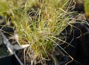 Ostřice chocholatá 'Frosted Curls' - Carex comans 'Frosted Curls'