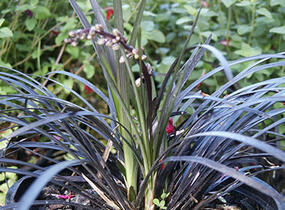 Sedoulek plochostvolý 'Nigrescens' - Ophiopogon planiscapus 'Nigrescens'