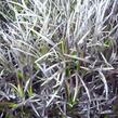 Sedoulek plochostvolý 'Nigrescens' - Ophiopogon planiscapus 'Nigrescens'