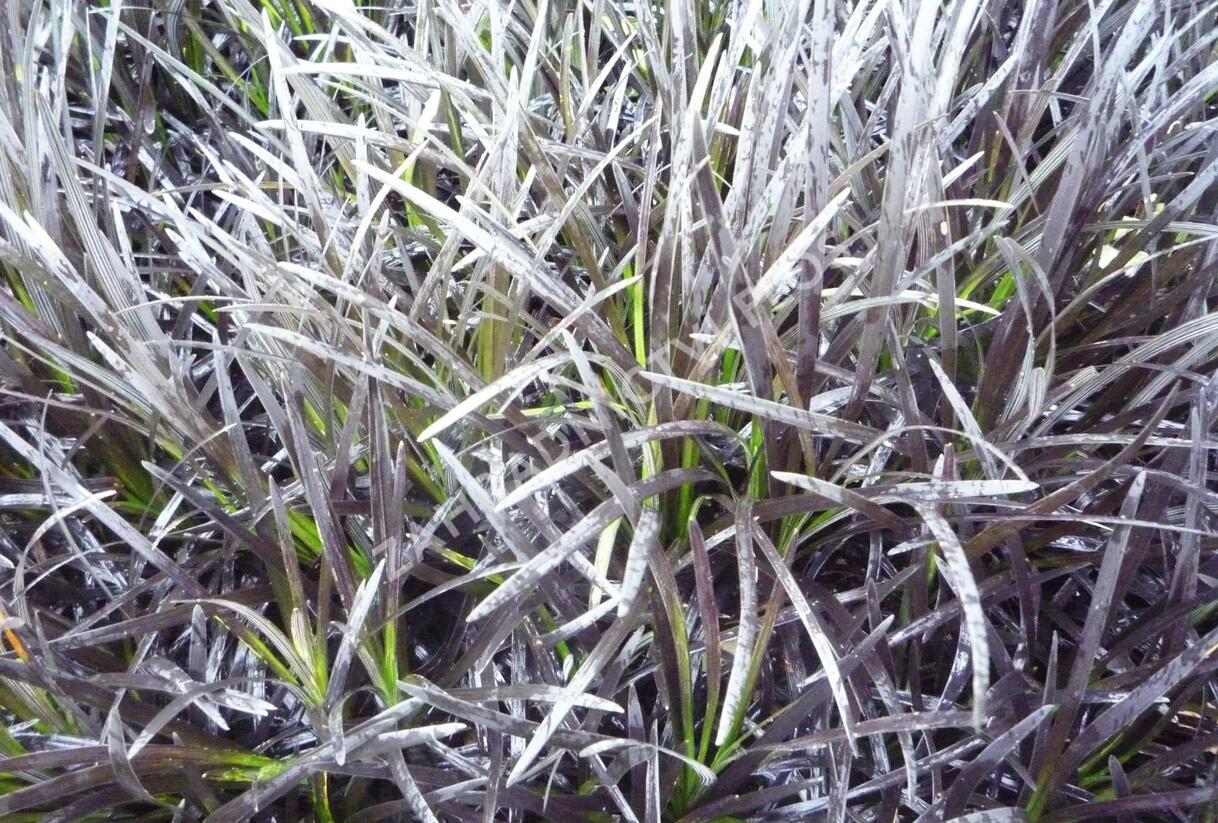 Sedoulek plochostvolý 'Nigrescens' - Ophiopogon planiscapus 'Nigrescens'