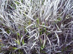 Sedoulek plochostvolý 'Nigrescens' - Ophiopogon planiscapus 'Nigrescens'