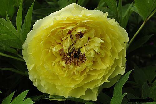 Pivoňka Itoh-hybrid 'Yellow Crown' - Paeonia Itoh-hybrid 'Yellow Crown'