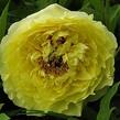 Pivoňka Itoh-hybrid 'Yellow Crown' - Paeonia Itoh-hybrid 'Yellow Crown'
