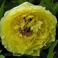 Pivoňka Itoh-hybrid 'Yellow Crown' - Paeonia Itoh-hybrid 'Yellow Crown'