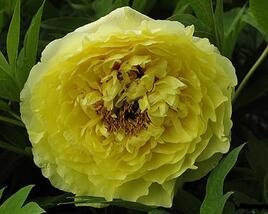 Pivoňka Itoh-hybrid 'Yellow Crown'