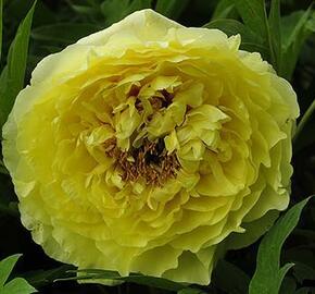 Pivoňka Itoh-hybrid 'Yellow Crown' - Paeonia Itoh-hybrid 'Yellow Crown'