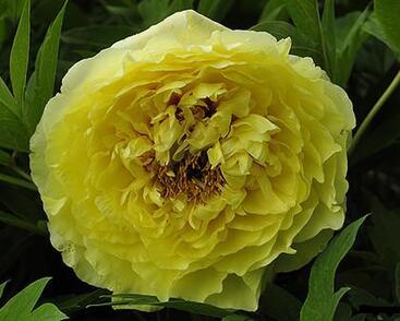 Pivoňka Itoh-hybrid 'Yellow Crown'