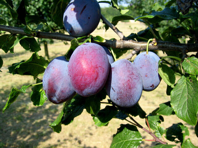 Pološvestka - velmi raná 'Čačanská raná' - Prunus domestica 'Čačanská raná'
