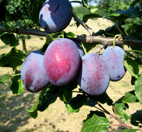 Pološvestka - velmi raná 'Čačanská raná' - Prunus domestica 'Čačanská raná'