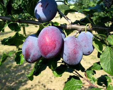 Pološvestka velmi raná 'Čačanská raná'
