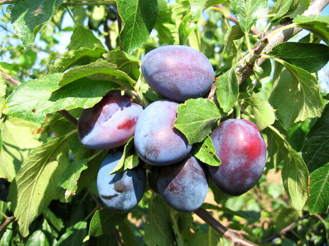Švestka - pozdní 'Bystrická' - Prunus domestica 'Bystrická'