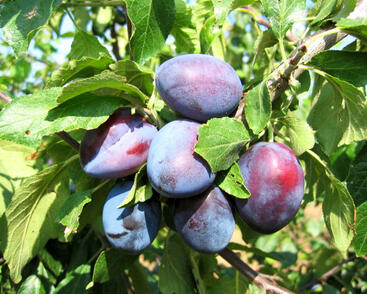 Švestka pozdní 'Bystrická'