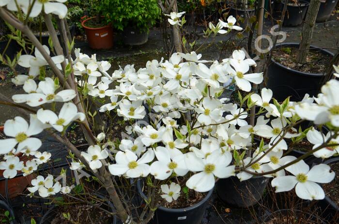 Dřín květnatý 'Cherokee Daybreak' - Cornus florida 'Cherokee Daybreak'