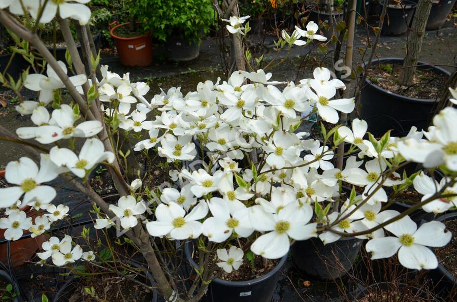 Dřín květnatý 'Cherokee Daybreak' - Cornus florida 'Cherokee Daybreak'