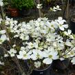 Dřín květnatý 'Cherokee Daybreak' - Cornus florida 'Cherokee Daybreak'