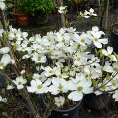 Dřín květnatý 'Cherokee Daybreak' - Cornus florida 'Cherokee Daybreak'