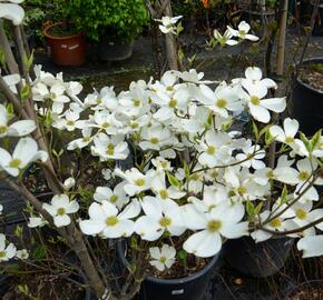 Dřín květnatý 'Cherokee Daybreak' - Cornus florida 'Cherokee Daybreak'