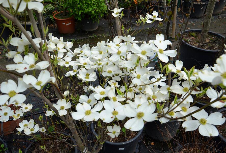 Dřín květnatý 'Cherokee Daybreak' - Cornus florida 'Cherokee Daybreak'