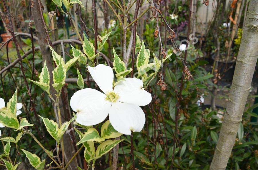 Dřín květnatý 'Cherokee Daybreak' - Cornus florida 'Cherokee Daybreak'