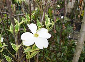 Dřín květnatý 'Cherokee Daybreak' - Cornus florida 'Cherokee Daybreak'