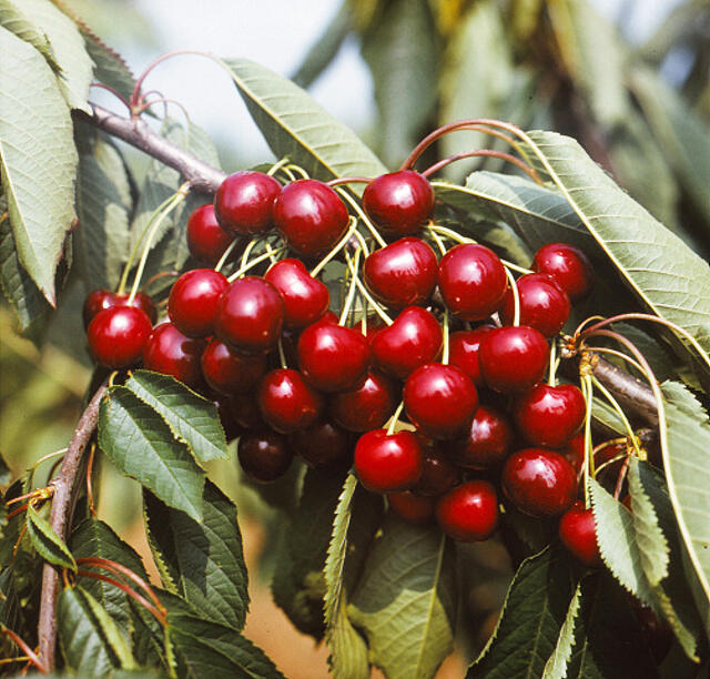 Třešeň středně raná chrupka 'Granát' - Prunus avium 'Granát'