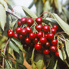 Třešeň středně raná - chrupka 'Granát' - Prunus avium 'Granát'