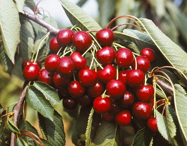 Třešeň středně raná - chrupka 'Granát' - Prunus avium 'Granát'