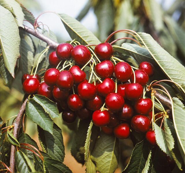 Třešeň středně raná chrupka 'Granát' - Prunus avium 'Granát'