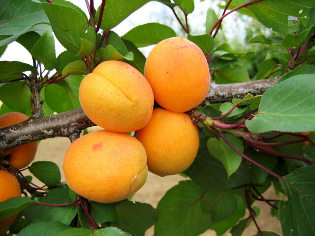 Meruňka pozdní 'Leala' - Prunus armeniaca 'Leala'