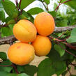 Meruňka pozdní 'Leala' - Prunus armeniaca 'Leala'