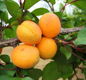 Meruňka pozdní 'Leala' - Prunus armeniaca 'Leala'