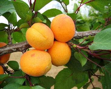 Meruňka pozdní 'Leala'