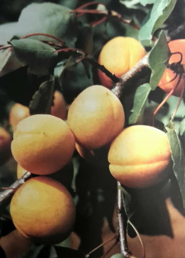 Meruňka středně raná 'Velita' - Prunus armeniaca 'Velbora'