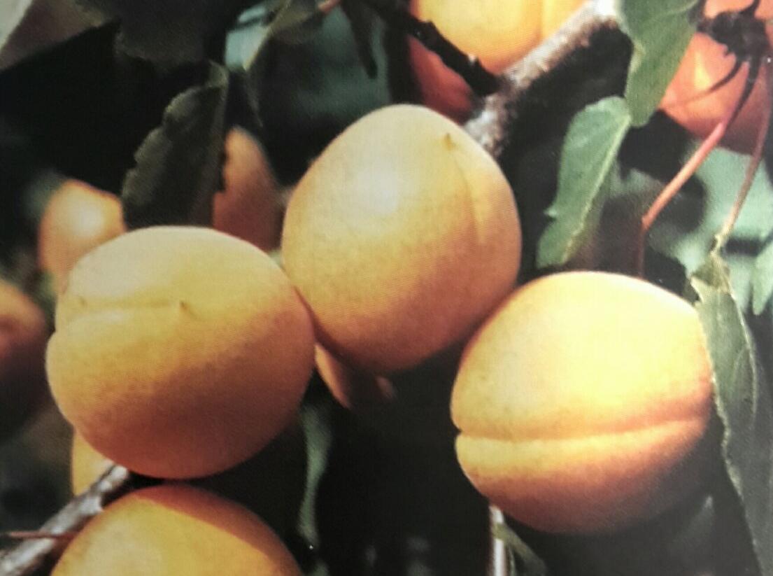 Meruňka středně raná 'Velbora' - Prunus armeniaca 'Velbora'