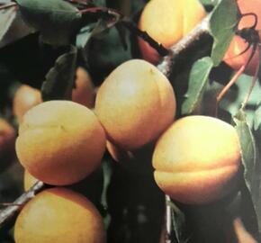 Meruňka středně raná 'Velita' - Prunus armeniaca 'Velbora'