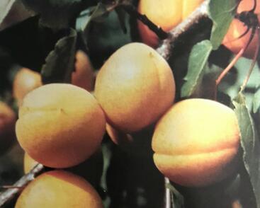 Meruňka středně raná 'Velbora'