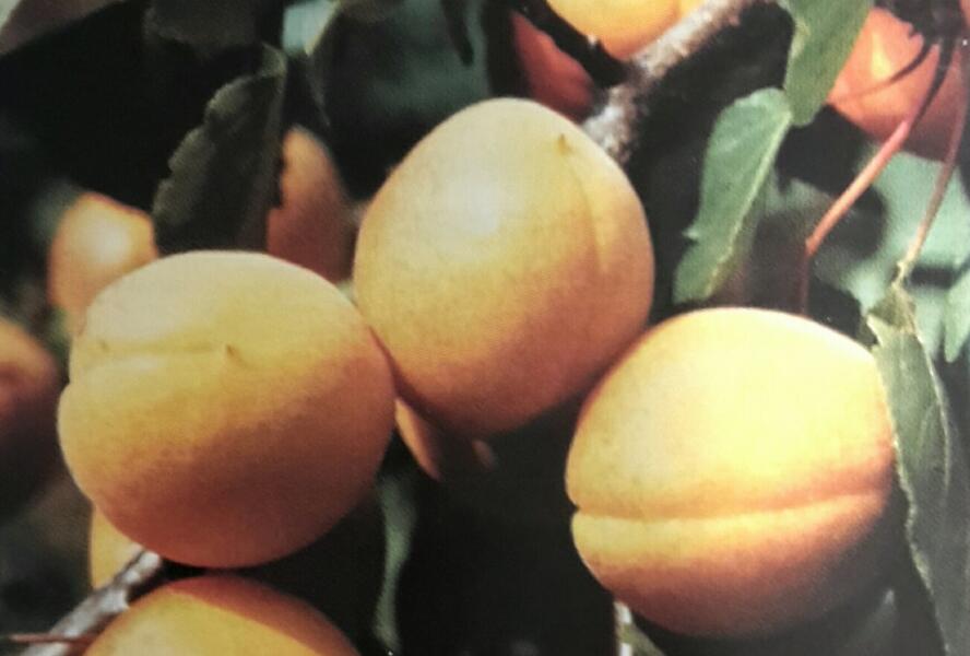 Meruňka středně raná 'Velbora' - Prunus armeniaca 'Velbora'