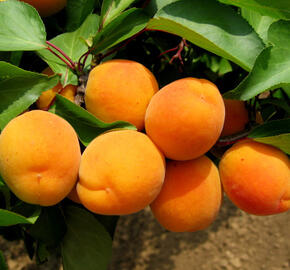 Meruňka středně raná 'Lerosa' - Prunus armeniaca 'Lerosa'