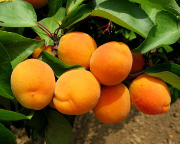 Meruňka středně raná 'Lerosa'