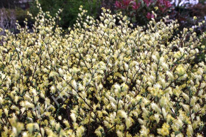 Vrba plazivá - Salix repens nitida
