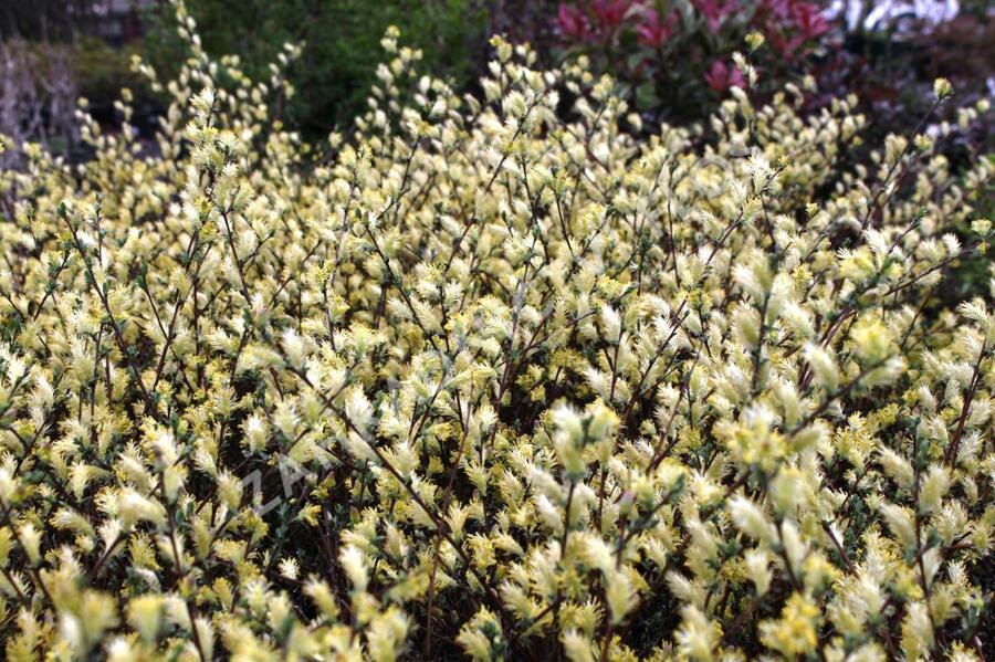 Vrba plazivá - Salix repens nitida