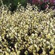 Vrba plazivá - Salix repens nitida