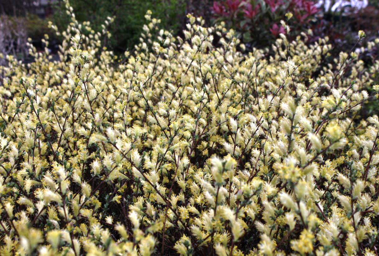 Vrba plazivá - Salix repens nitida