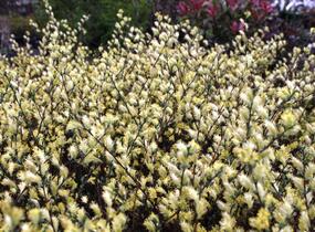 Vrba plazivá - Salix repens nitida